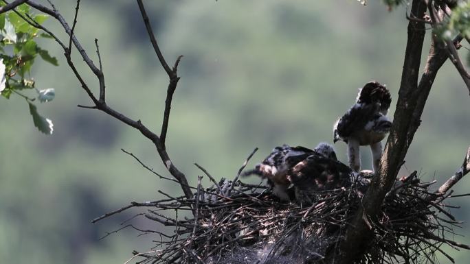 凤头鹰幼鸟振动翅膀练习飞翔视频素材
