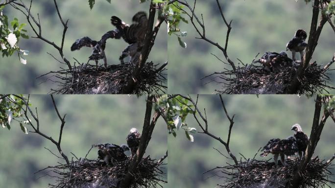 凤头鹰幼鸟振动翅膀练习飞翔视频素材