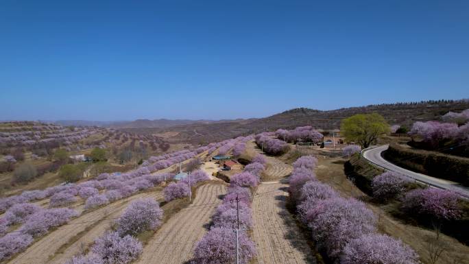 宁夏固原彭阳山花黄土高原绽放