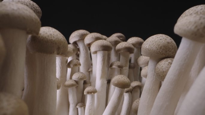 黑色背景上的蘑菇蘑菇食用菌子特写养生膳食