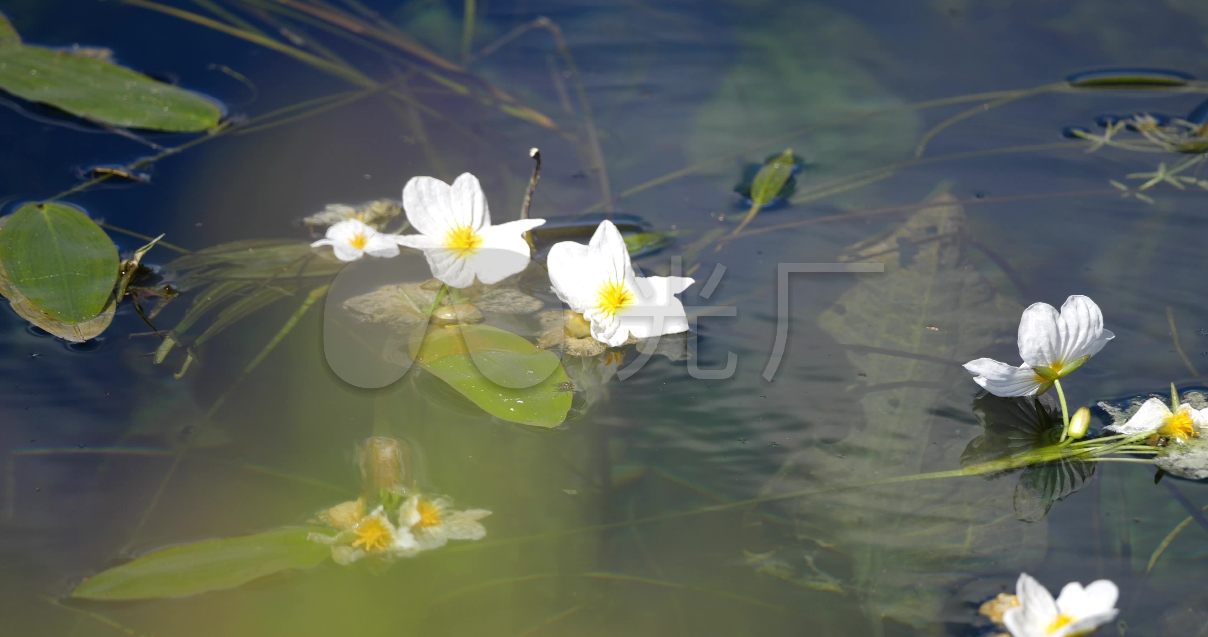 泸沽湖的“水性杨花”开了 学名叫海菜花（图片）_奇象网