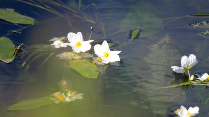 濒危保护植物海菜花4k水性杨花