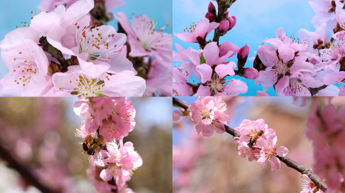 春天桃花花开蜜蜂