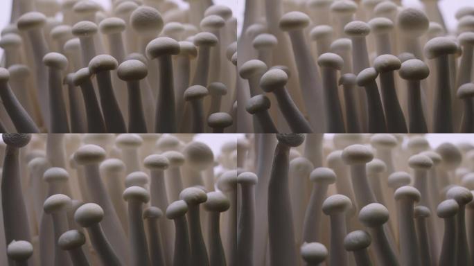 蘑菇旋转宏镜头特写微距小白菇