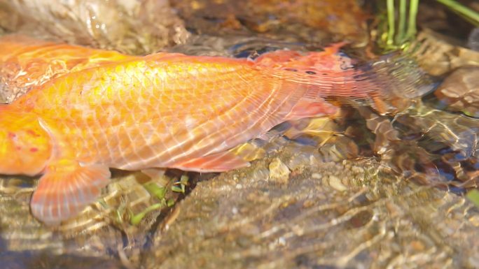 小河山涧鲤鱼