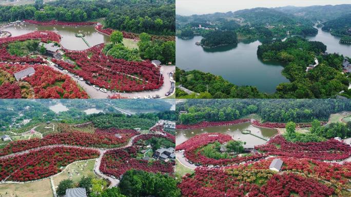 青山绿水红枫植物园