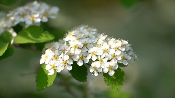 珍珠绣线菊 花 白色小花