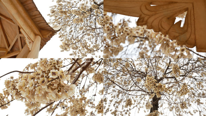泡桐树开花 泡桐花 白色花朵
