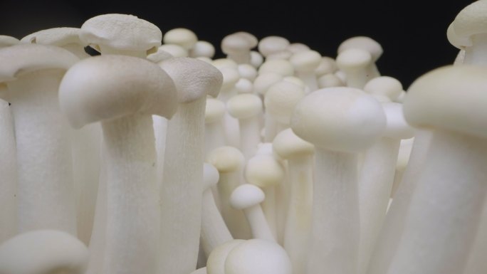 蘑菇特写镜头金针菇蟹味菇菌菇类
