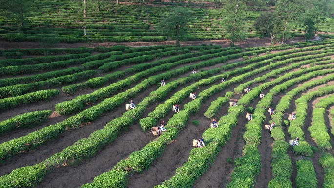 大自然茶园茶山云雾传统民族采茶