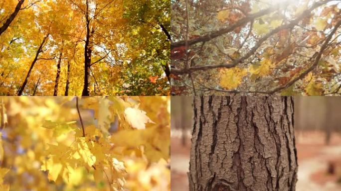 秋天公园枫叶林红叶香山落叶多角度拍摄航拍