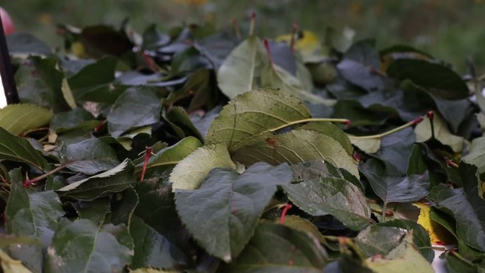 苹果成熟了 又红又大