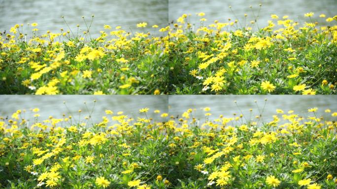 湖边的野菊花，菊花，晴天里的花丛