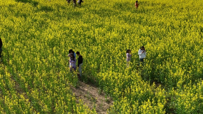 汉长安城遗址公园航拍油菜花市民公园游玩