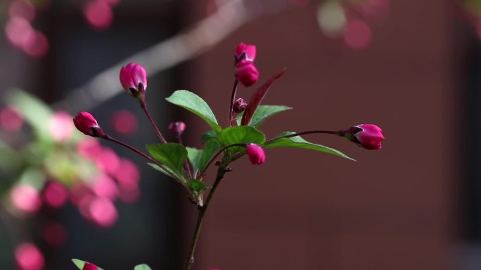 美丽小区，美丽的小花