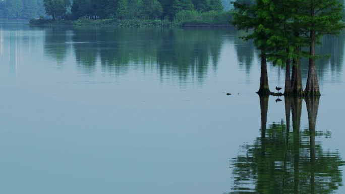 飞鸟 生态 绿水 青山 江河 湖海