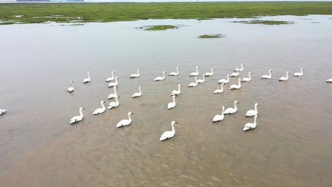 鄱阳湖候鸟高清航拍素材