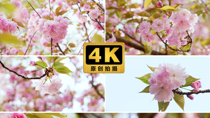 4K升格拍摄盛开的樱花