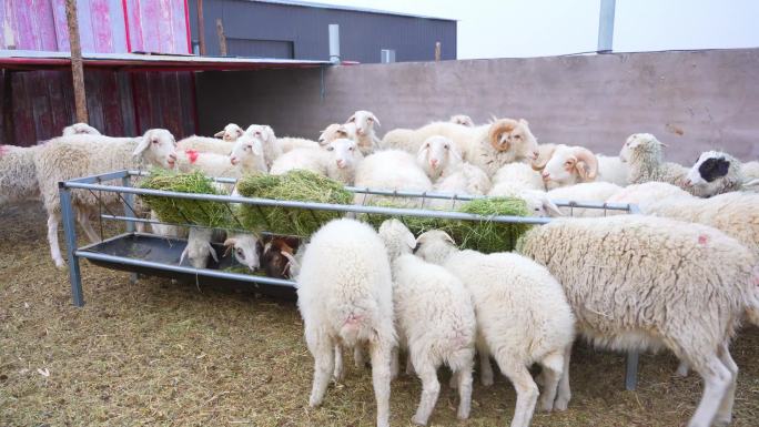 绵羊 吃草 羊圈 鄂尔多斯羊 羊