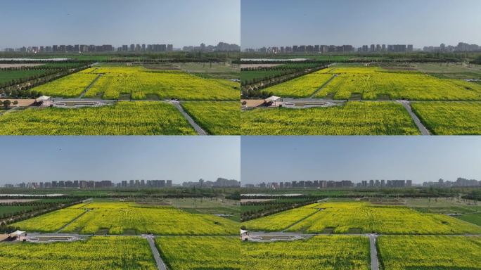 汉长安城未央宫国家考古遗址公园航拍油菜花