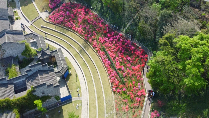 南京老门东杜鹃花海