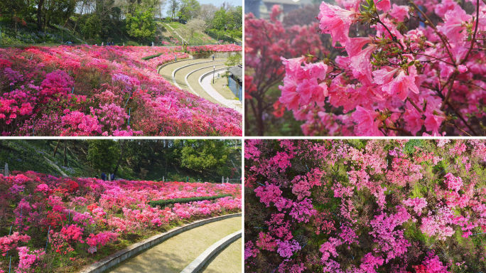 南京老门东杜鹃花海