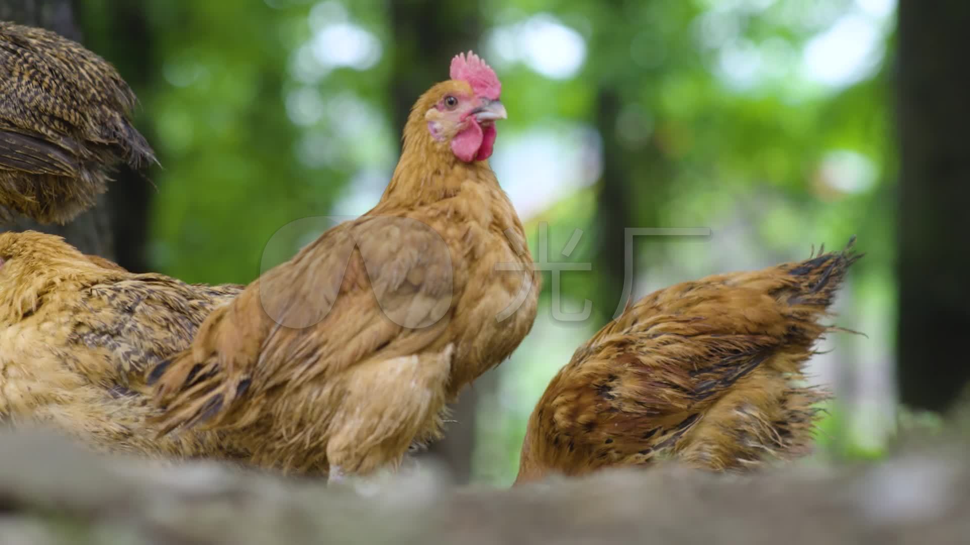 Running Chicken Blank Template - Imgflip