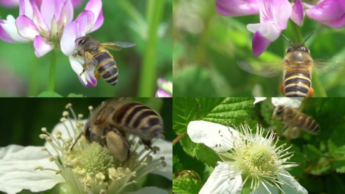 春天蜜蜂采蜜微距摄影