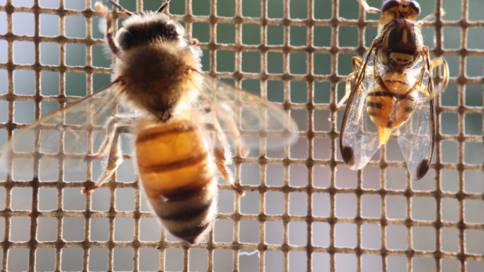 4K60帧 昆虫微距视频 蜜蜂与食蚜蝇