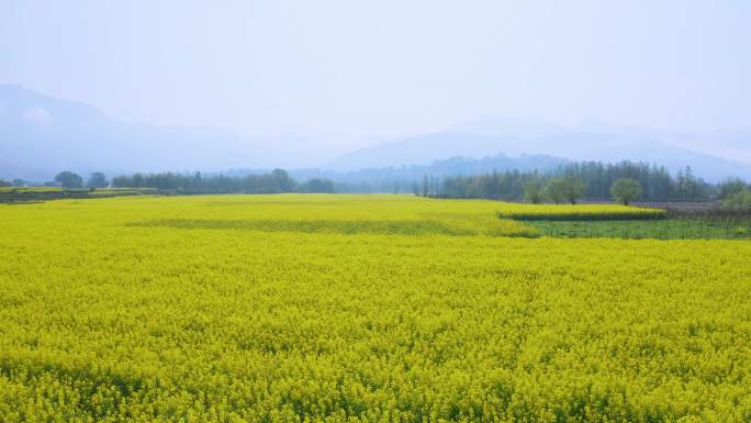 美丽乡村油菜花海06