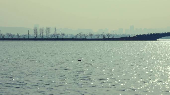 大江大湖的生态水鸟