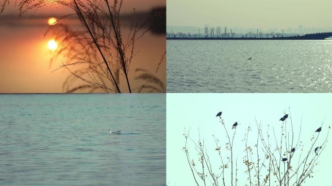 大江大湖的生态水鸟
