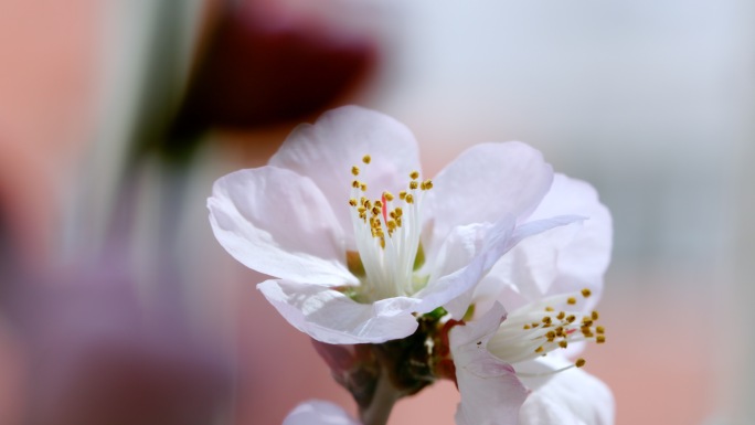 春天桃花开放花朵微距特定实拍4K