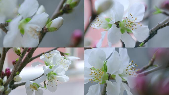春天桃花开放花朵微距特定实拍4K