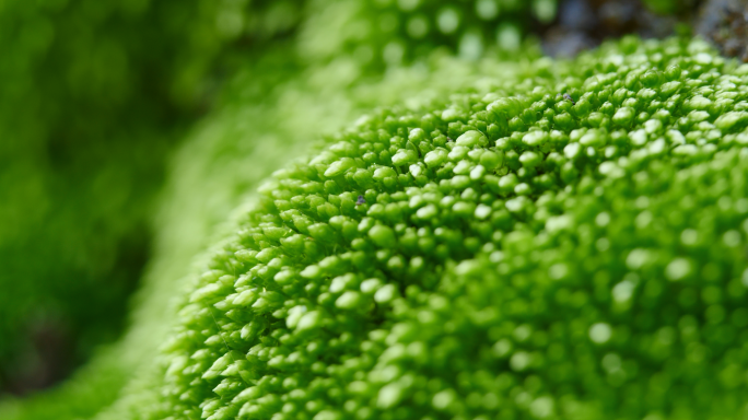 绿色苔藓微距拍摄