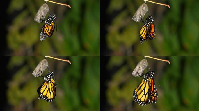 帝王蝶孵化蛹的时间间隔