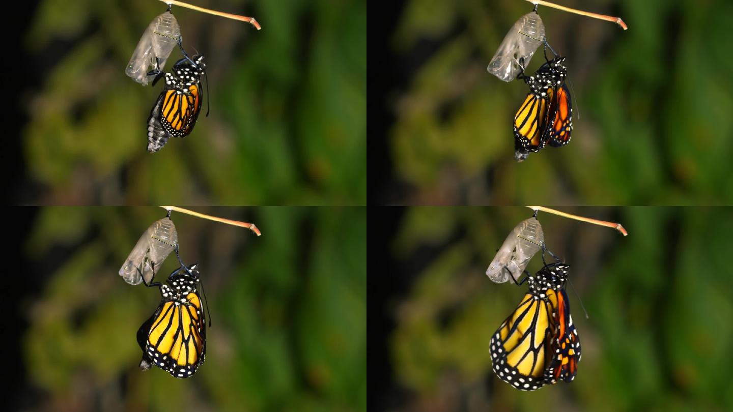 帝王蝶孵化蛹的时间间隔