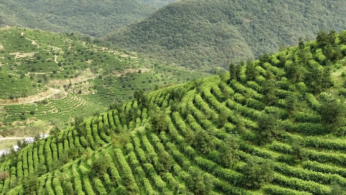 江南浙江春天茶山茶园航拍绿茶龙井茶