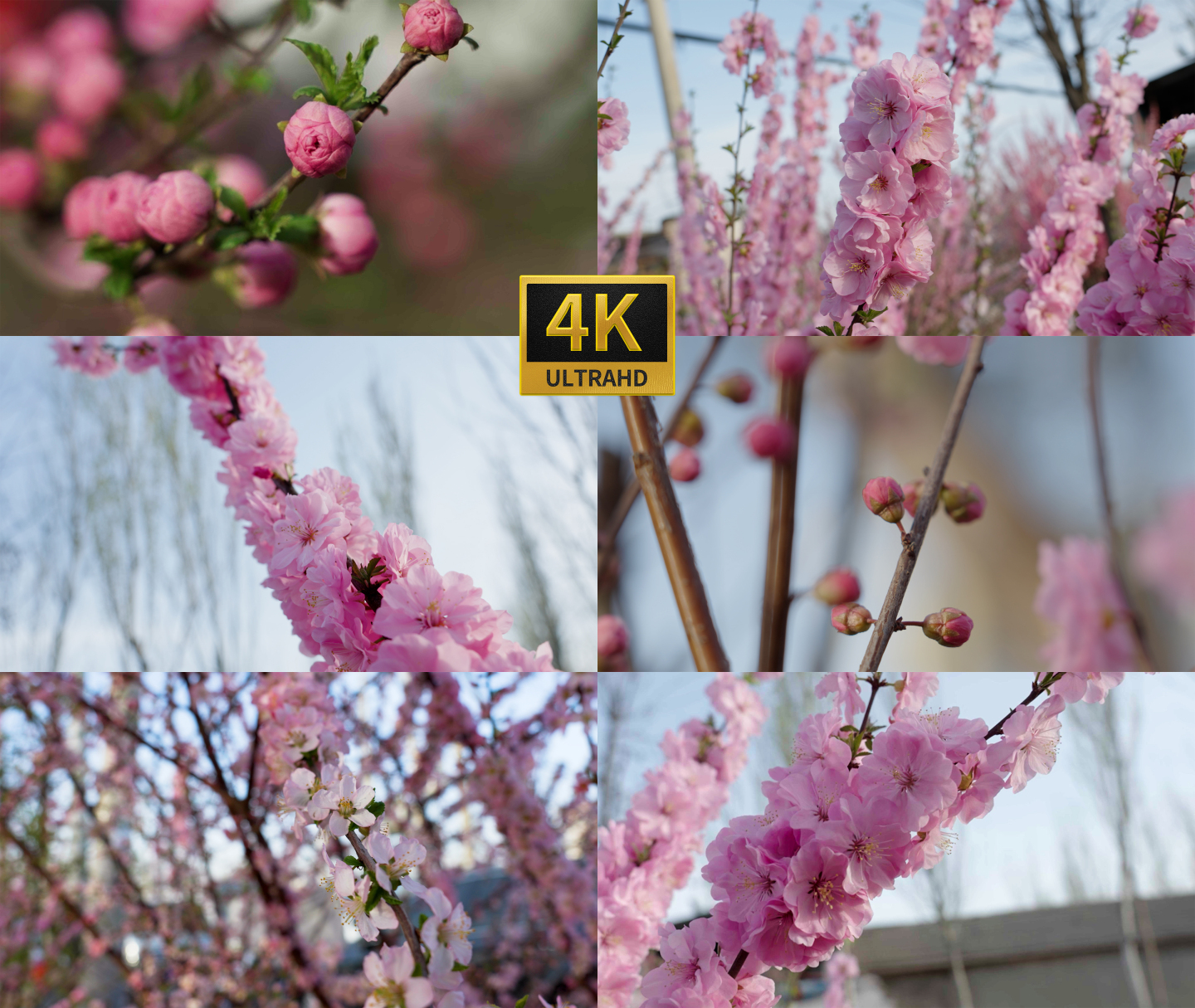 春季樱花盛开