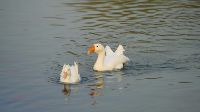 在湖水中游动的天鹅 升格