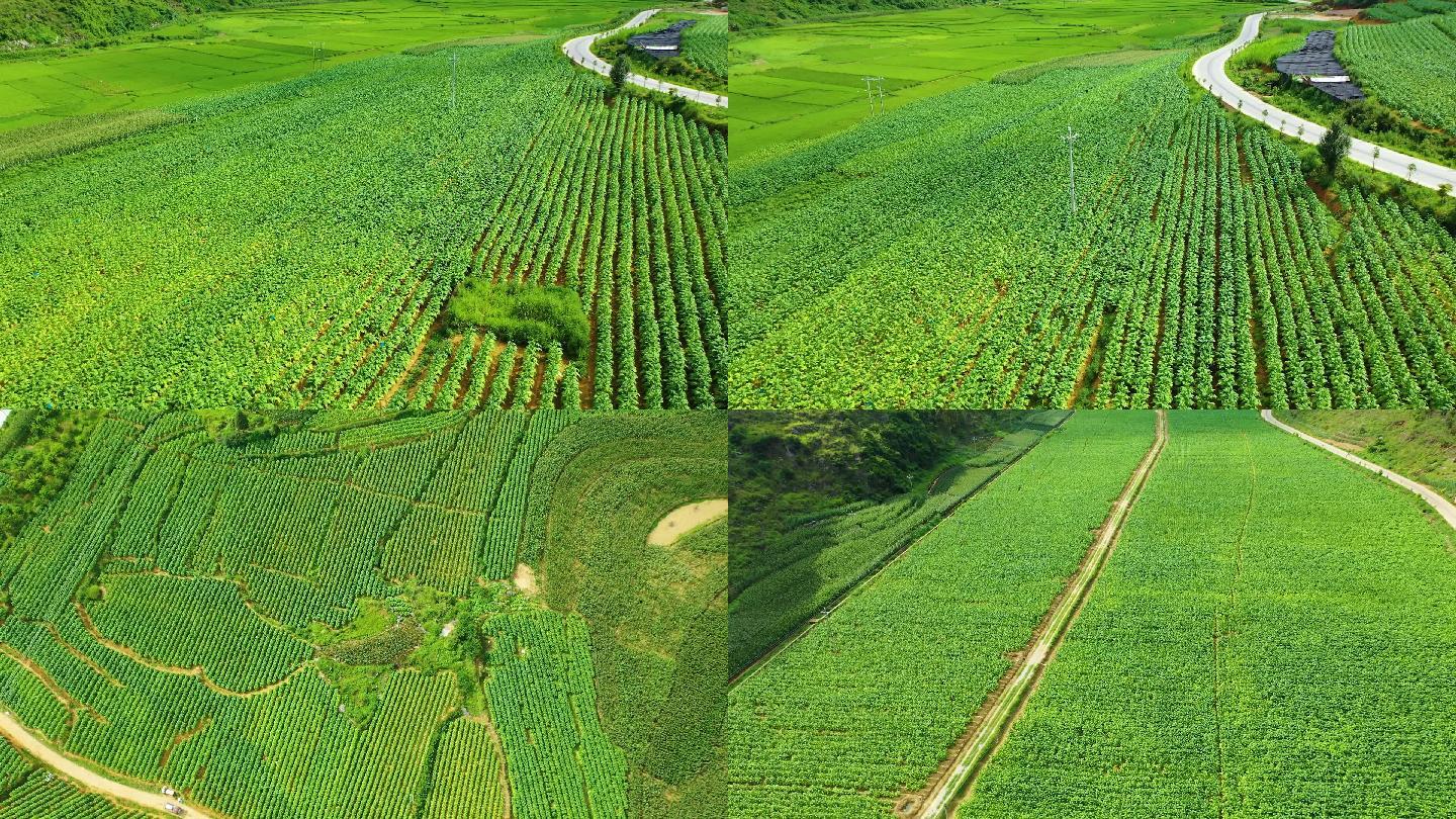 烟草航拍  烤烟种植