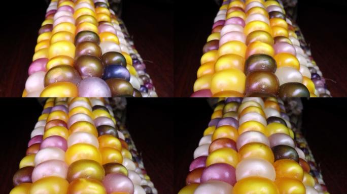 多色干玉米实拍展示空镜素材农产品