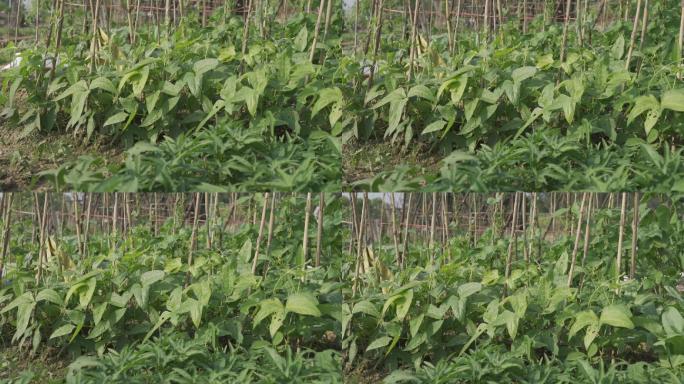 豆角苗秧苗