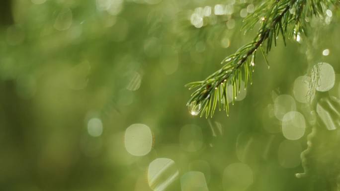 清明时节雨纷纷3