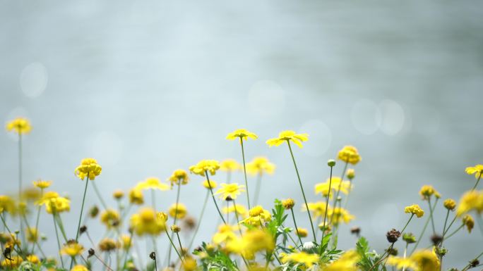 湖边的野菊花，菊花，晴天里的花丛