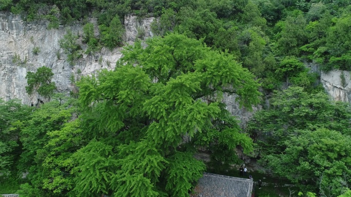 航拍悬崖下的大树4K