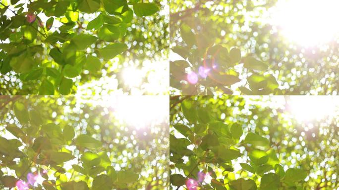 夏日阳光明媚的树林  绿叶 光斑