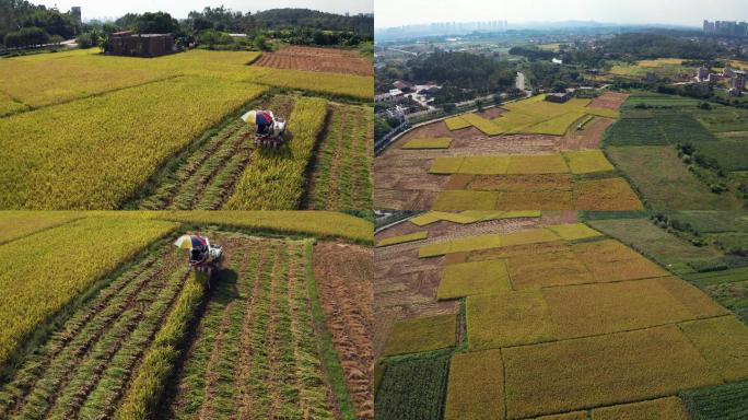 稻田收割 机械收割 农业现代化 联合收割