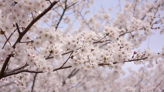 白色花海樱花