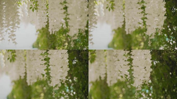 白色人造植物唯美阳光森林树叶逆光竹林柳树